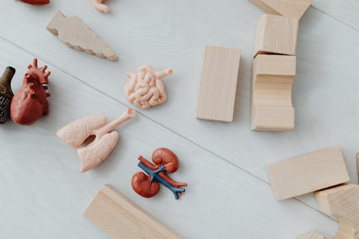 Close-up of educational anatomy toys and wooden blocks for children's learning.